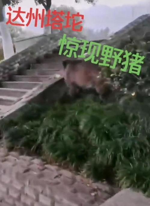达州野猪爆料事件始末视频,真相与争议的交织 第3张 达州野猪爆料事件始末视频,真相与争议的交织 第3张
