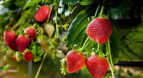 微笑爆料草莓视频下载,下载攻略大公开  第1张